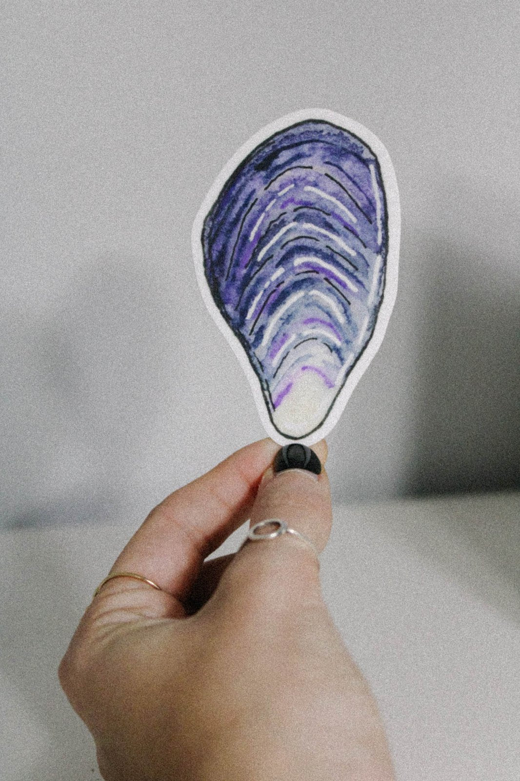 Maine Mussel Shell Sticker