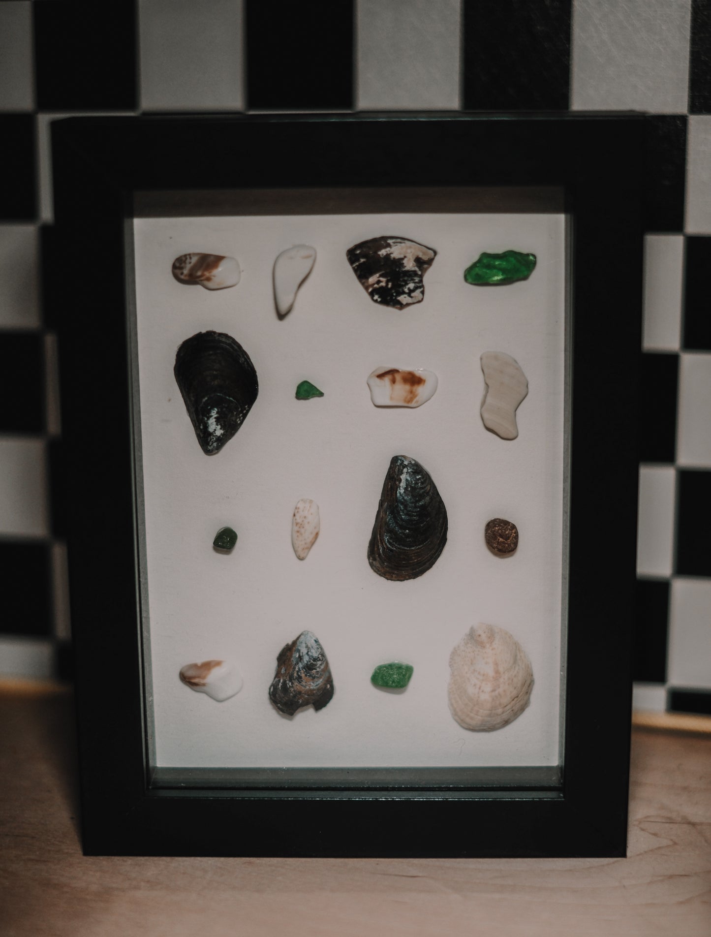 Framed collection of various seashells and stones on a checkered background